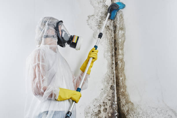 Best Industrial Mold Remediation in Edwards, MS