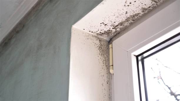 Best Insurance-Related Mold Remediation in Edwards, MS