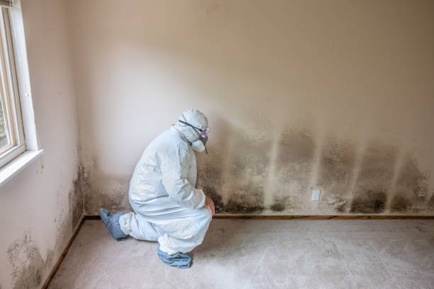 Best Commercial Mold Remediation in Edwards, MS